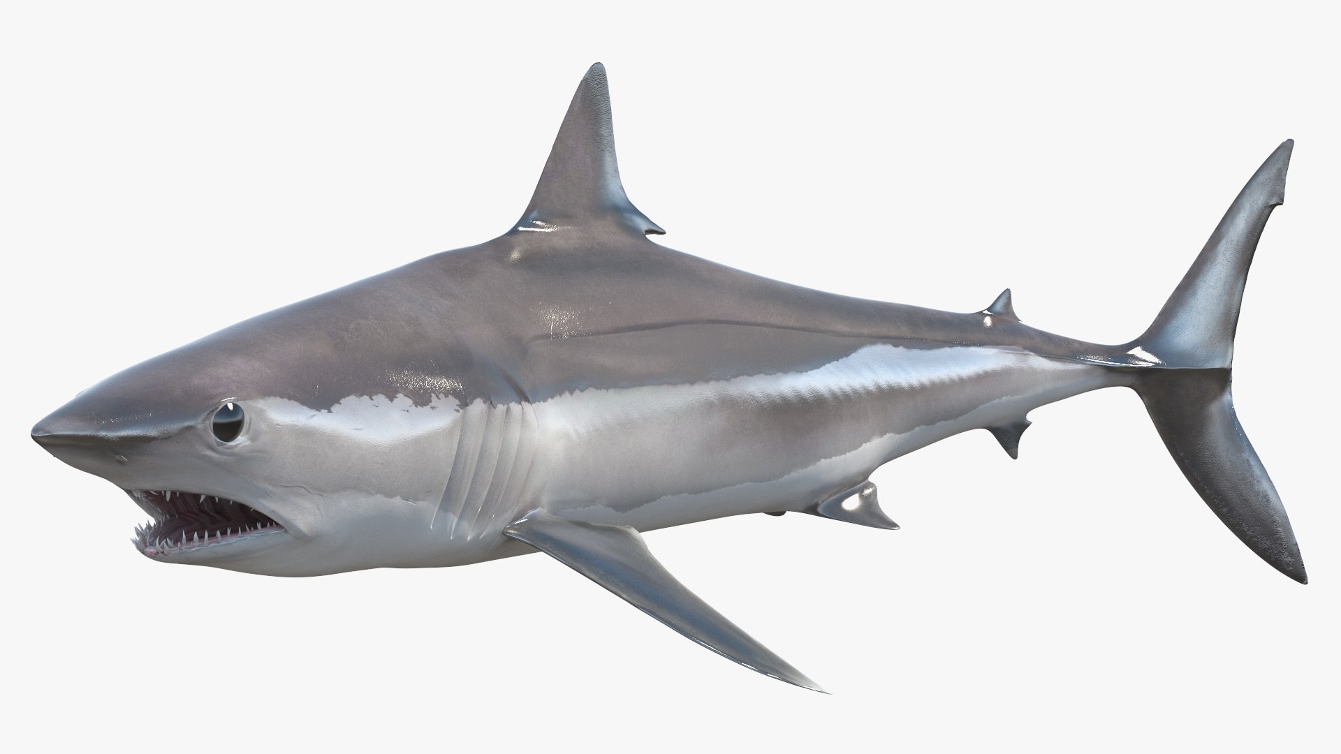 Isurus Oxyrinchus Shark 3D model preview