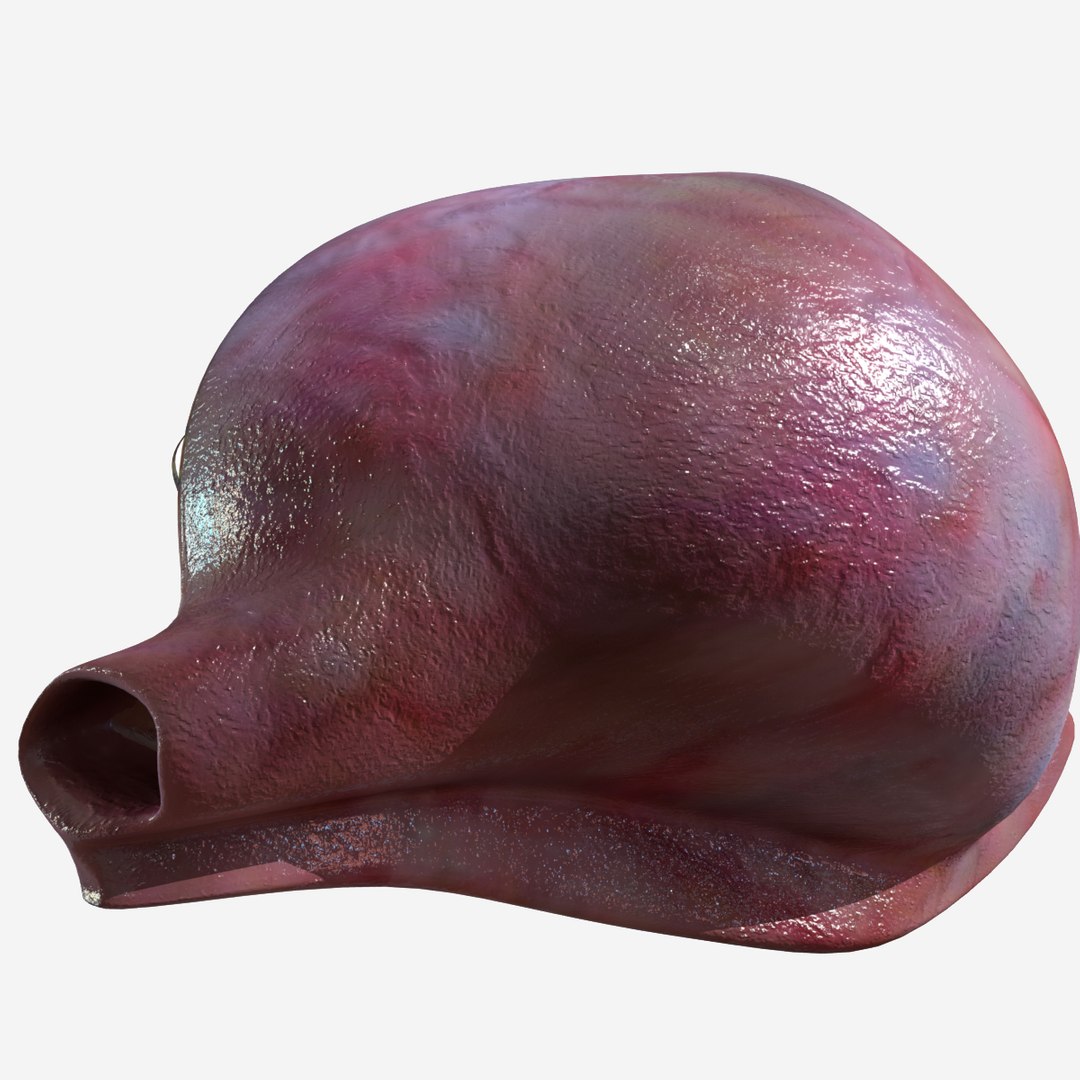 anatomy ovary 3D https://p.turbosquid.com/ts-thumb/EZ/fMqoNo/rDoZsFNW/ovary3/jpg/1583796516/1920x1080/fit_q87/721530f06c19cddb9bf9e29e12db75b73c2208e1/ovary3.jpg