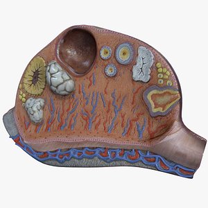 Ovary Anatomy