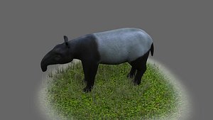 Lowland tapir Tapirus terrestris South  tapir 3D model