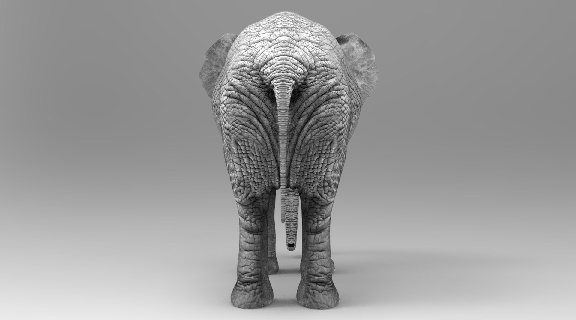 Elephant - Animated model - TurboSquid 2110163