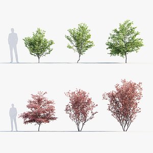 Butterfly japanese maple Acer palmatum Butterfly 3D Model 3D model