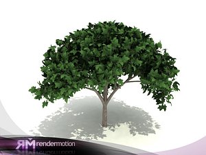 D2.C1.21 White poplar-Alamo Blanco
