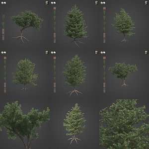 2021 PBR Pinyon Pine Collection - Pinus Edulis 3D model