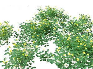 Arachis pintoi - Yellow Peanut Plant 3D