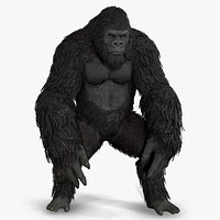 gorilla ape orangutan