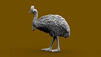 Southern Cassowary