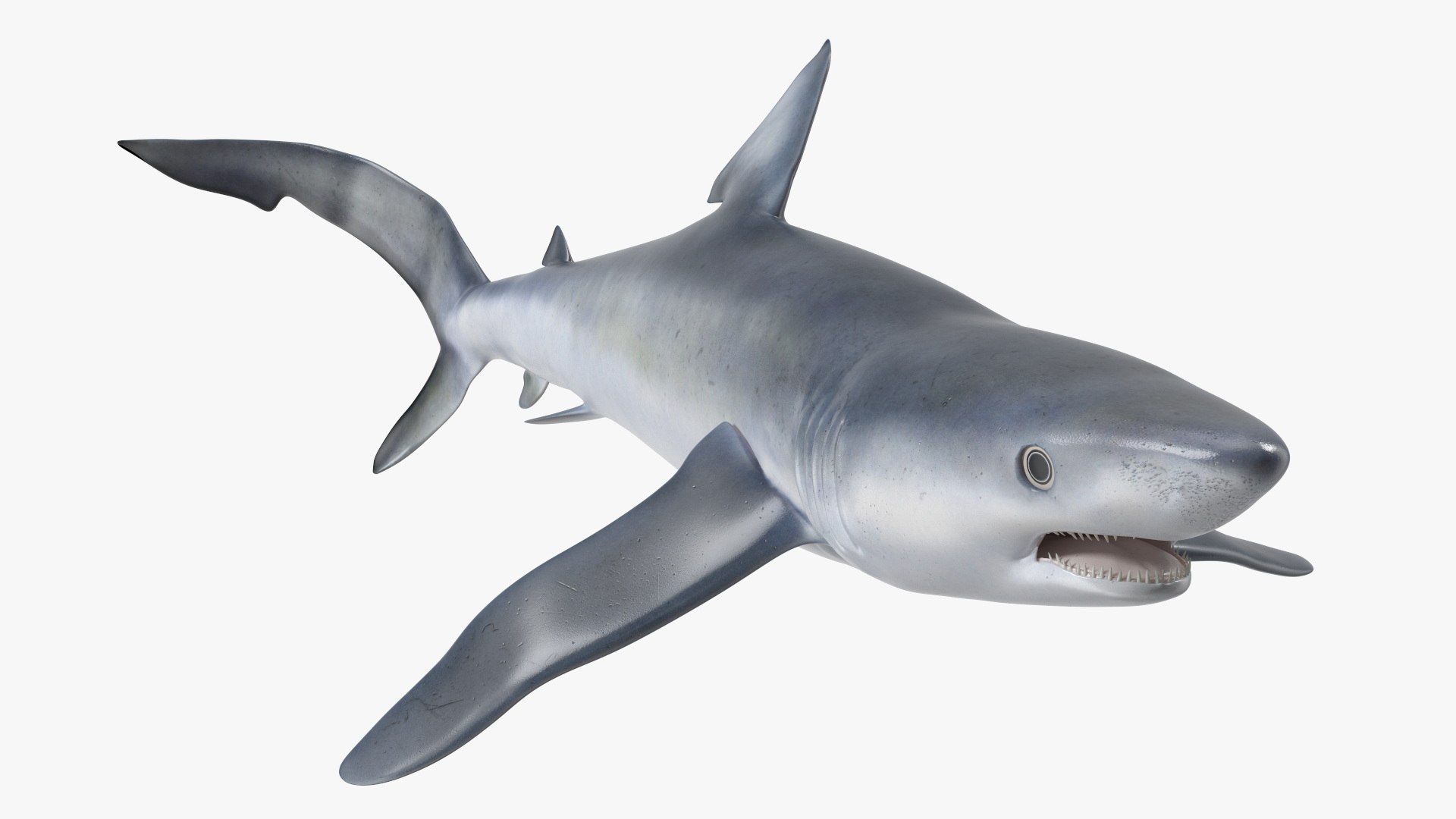 3D model Prionace Glauca Shark Rigged https://p.turbosquid.com/ts-thumb/Ea/qXJWGj/2w/prionaceglaucasharkrigged3dmodel013/jpg/1722269853/1920x1080/fit_q87/f0278316f6c0823e64351ee033c93eef29beb5f9/prionaceglaucasharkrigged3dmodel013.jpg