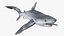 Prionace Glauca Shark Rigged