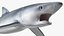 Prionace Glauca Shark Rigged