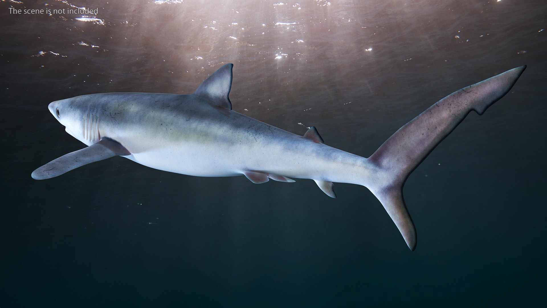 3D model Prionace Glauca Shark Rigged https://p.turbosquid.com/ts-thumb/Ea/qXJWGj/CE/prionaceglaucasharkrigged3dmodel008/jpg/1722269820/1920x1080/fit_q87/34caf5b8455ff06a748c9b18899366615fedcc56/prionaceglaucasharkrigged3dmodel008.jpg