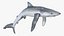 Prionace Glauca Shark Rigged