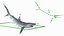 Prionace Glauca Shark Rigged