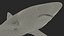Prionace Glauca Shark Rigged
