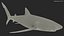 Prionace Glauca Shark Rigged