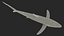 Prionace Glauca Shark Rigged