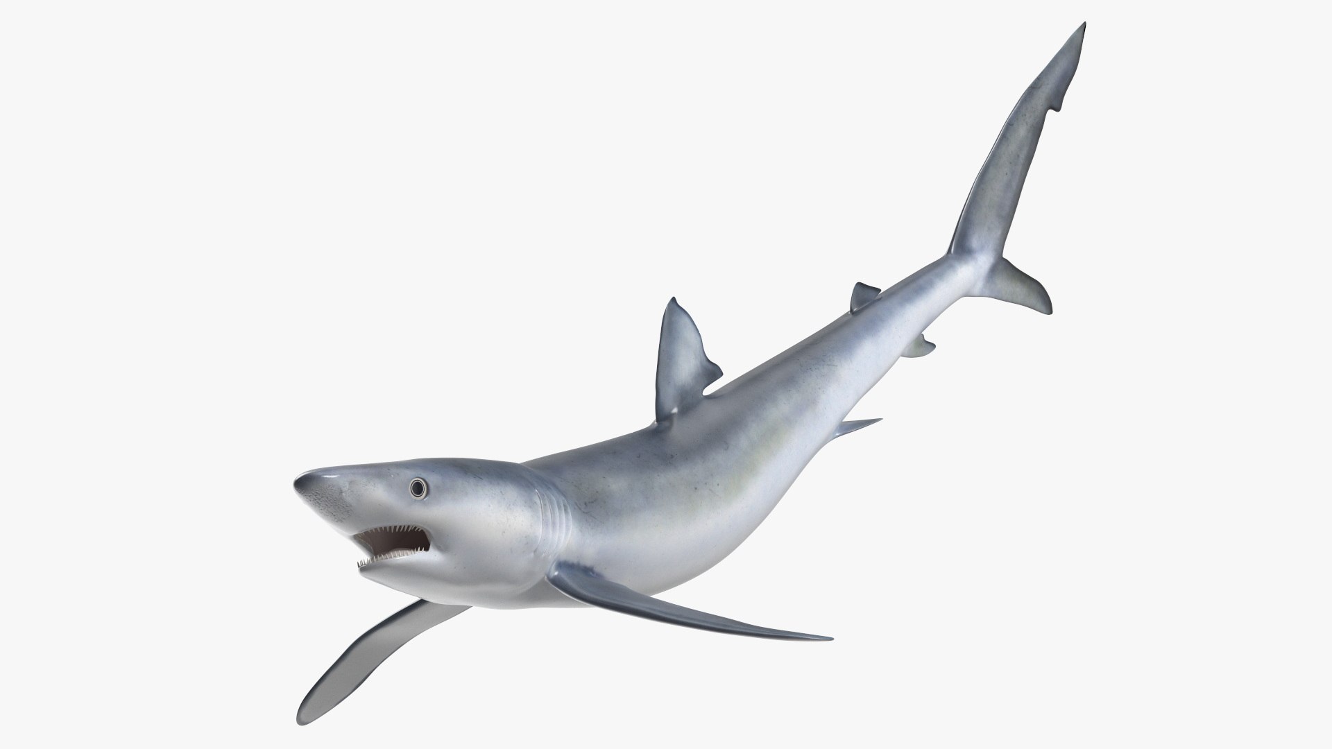 Prionace Glauca Shark Rigged 3D model preview