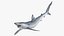 Prionace Glauca Shark Rigged