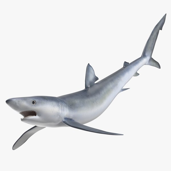 3D model Prionace Glauca Shark Rigged