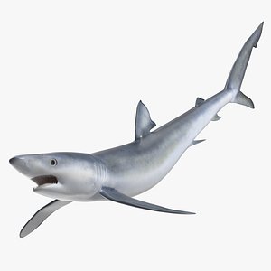 Prionace Glauca Shark Rigged