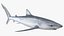 Prionace Glauca Shark Rigged