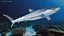 Prionace Glauca Shark Rigged