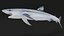 Prionace Glauca Shark Rigged