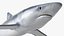 Prionace Glauca Shark Rigged
