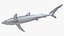 Prionace Glauca Shark Rigged