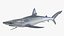 Prionace Glauca Shark Rigged