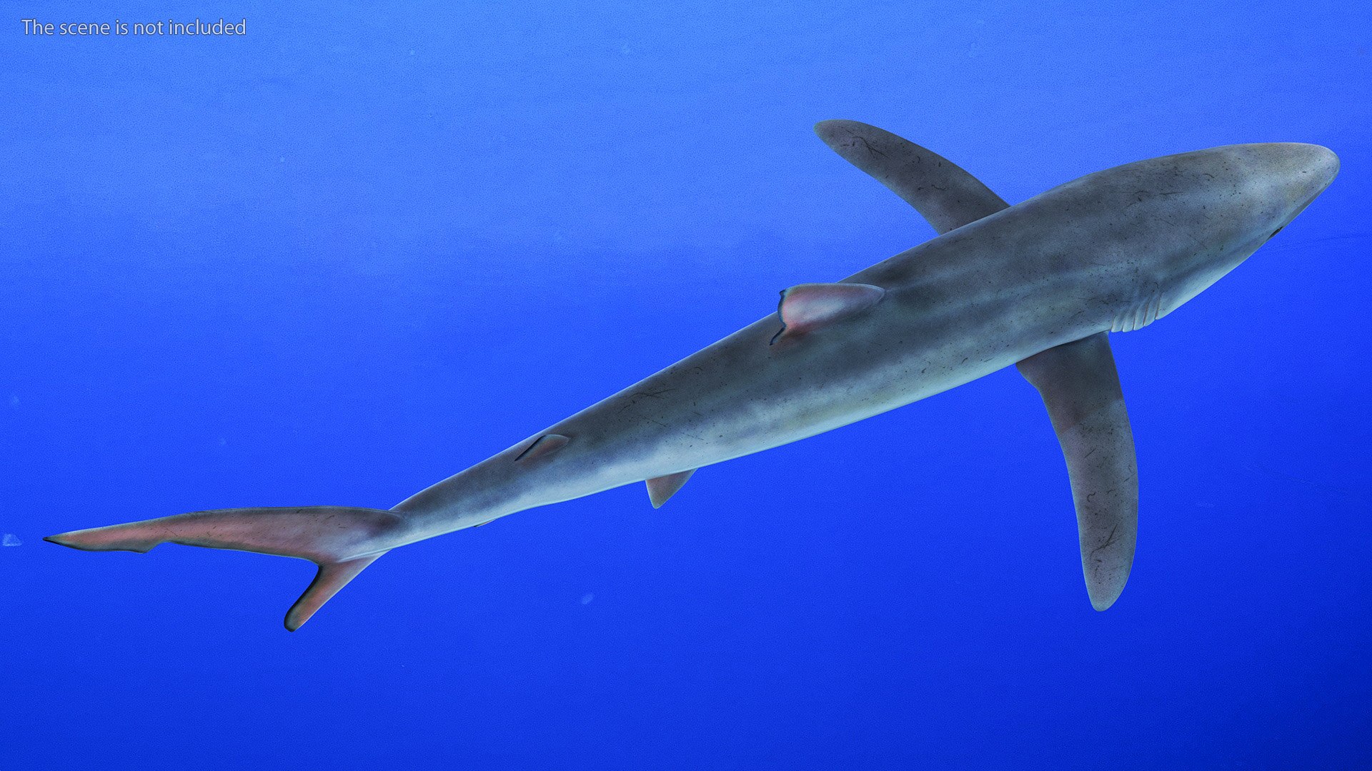 3D model Prionace Glauca Shark Rigged https://p.turbosquid.com/ts-thumb/Ea/qXJWGj/of/prionaceglaucasharkrigged3dmodel009/jpg/1722269829/1920x1080/fit_q87/688c3c522bcdc65401123d9882730ba0d1a8bbb4/prionaceglaucasharkrigged3dmodel009.jpg