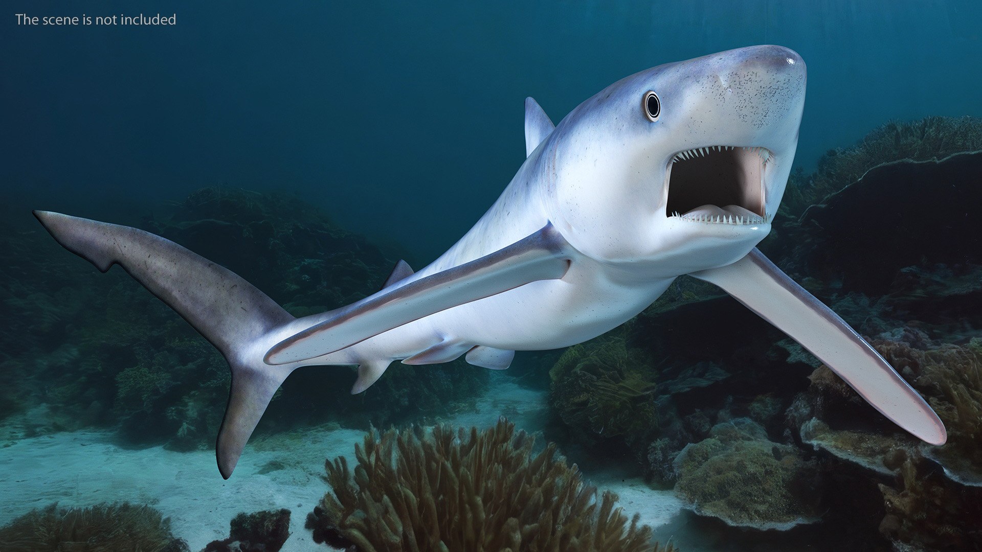 3D model Prionace Glauca Shark Rigged https://p.turbosquid.com/ts-thumb/Ea/qXJWGj/vj/prionaceglaucasharkrigged3dmodel004/jpg/1722269797/1920x1080/fit_q87/cb8583fbce525abe9c2c047c3f42445f7c913c6d/prionaceglaucasharkrigged3dmodel004.jpg