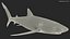 Prionace Glauca Shark Rigged
