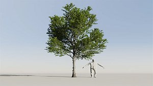 Katsura Tree Variation