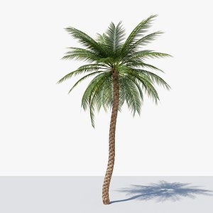 Date Palm v4 3D model