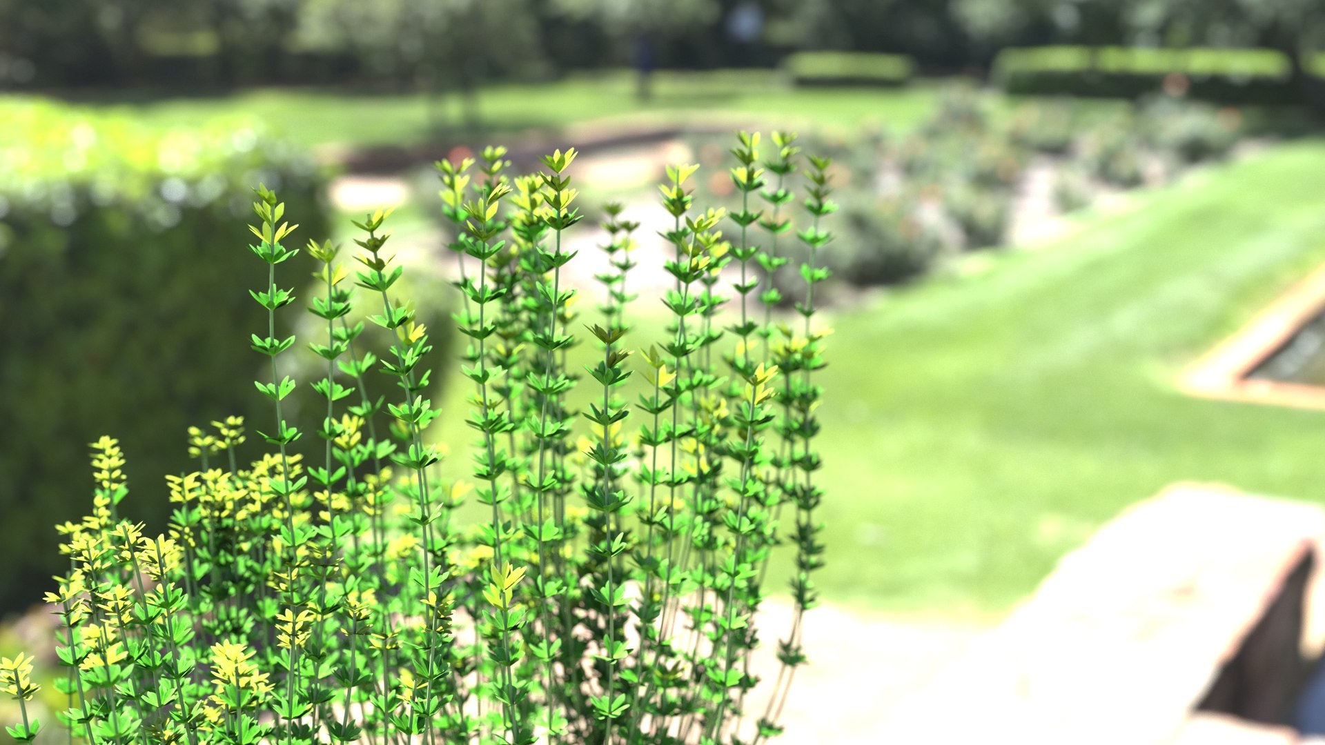 3D model plant shrub https://p.turbosquid.com/ts-thumb/Eb/1R6UpP/3u/image07/jpg/1607313745/1920x1080/fit_q87/406bab150665cf18f92e9e1006287b15fdc3c6ad/image07.jpg