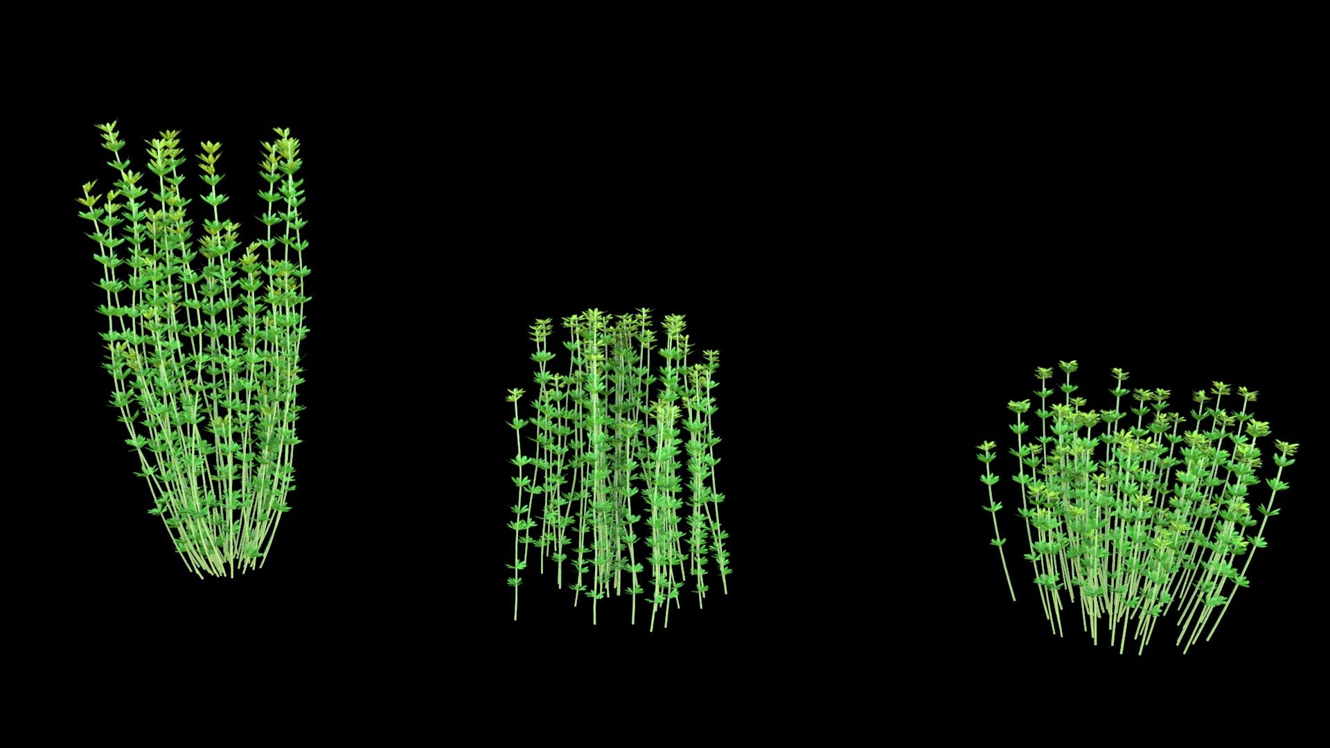 3D model plant shrub https://p.turbosquid.com/ts-thumb/Eb/1R6UpP/FK/image02/jpg/1607313743/1920x1080/fit_q87/8c6ad3c6685e4be924ce10423b2bb98179aaf903/image02.jpg