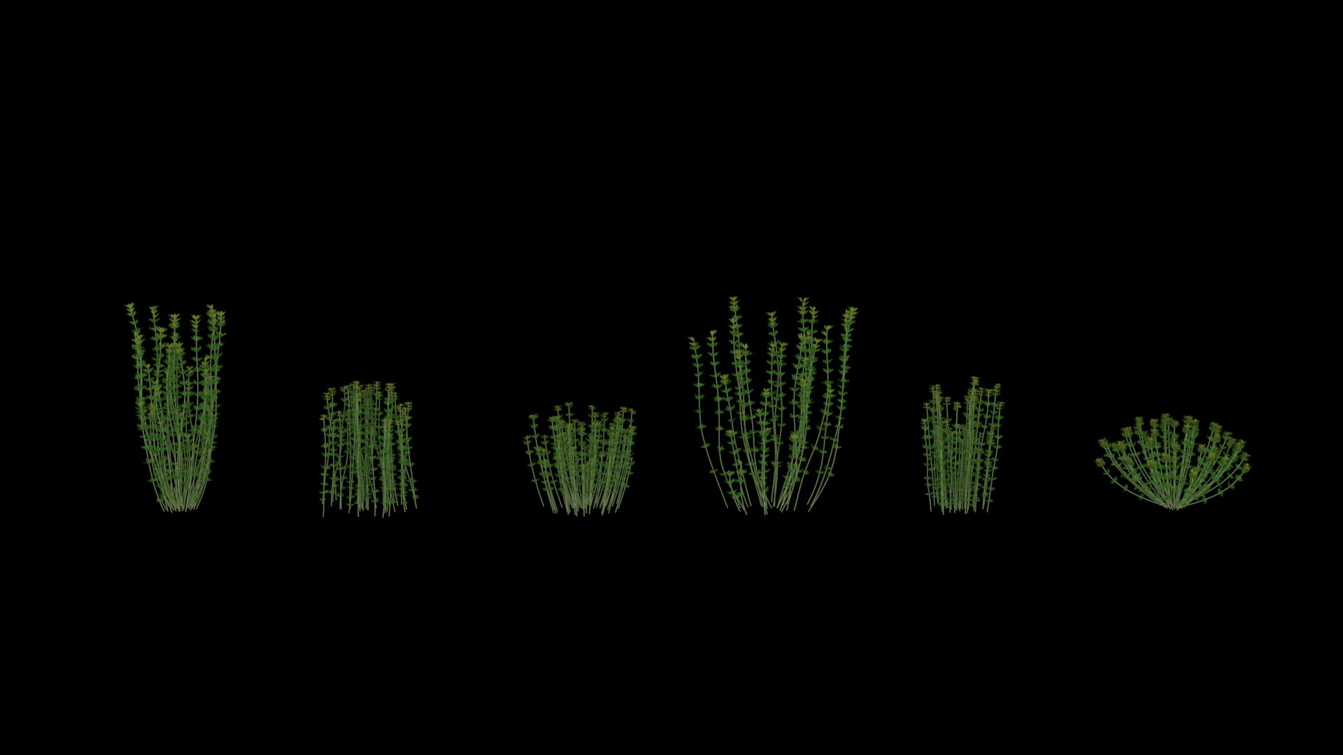 3D model plant shrub https://p.turbosquid.com/ts-thumb/Eb/1R6UpP/NV/lotushirsutusbrimstone/jpg/1607313856/1920x1080/turn_fit_q99/8a8610bf5c85797f13585ae422416514d823ea09/lotushirsutusbrimstone-1.jpg