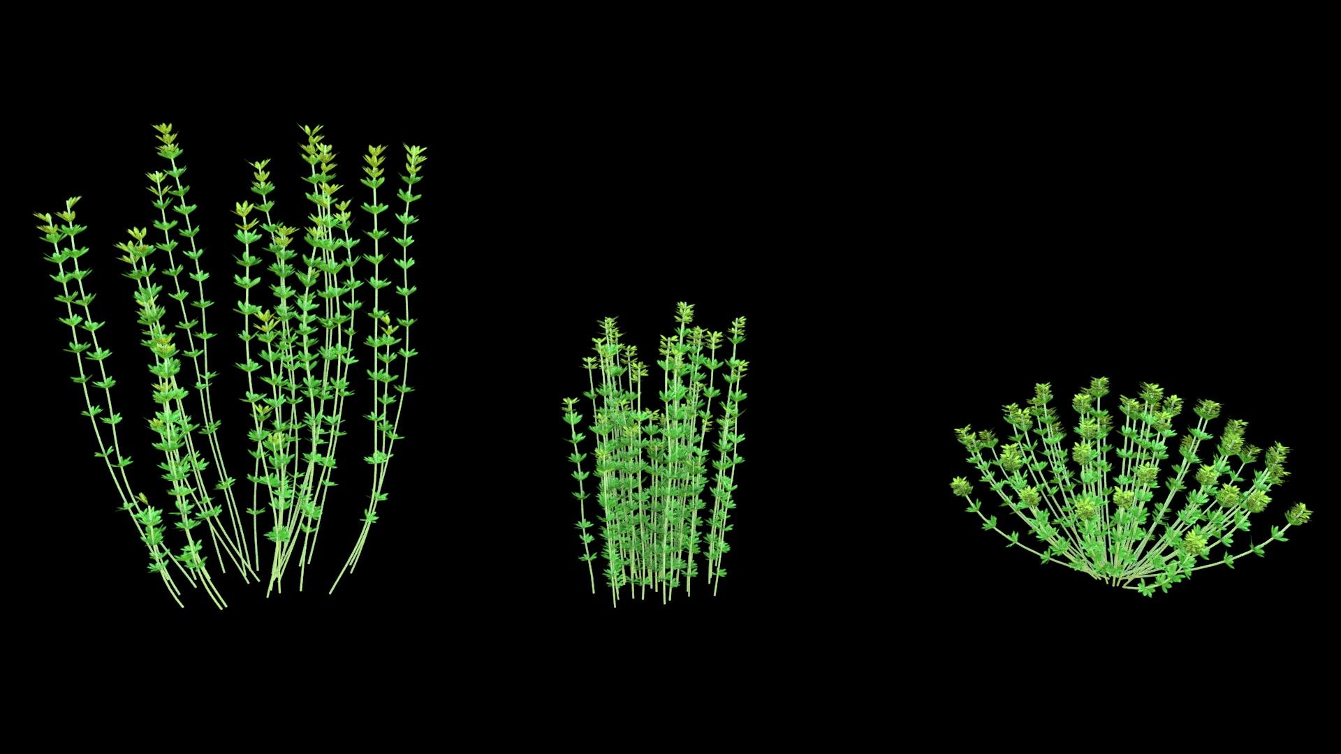 3D model plant shrub https://p.turbosquid.com/ts-thumb/Eb/1R6UpP/xb/image03/jpg/1607313744/1920x1080/fit_q87/259ab971736514b9f9ae6184aa2c579ef536c89b/image03.jpg