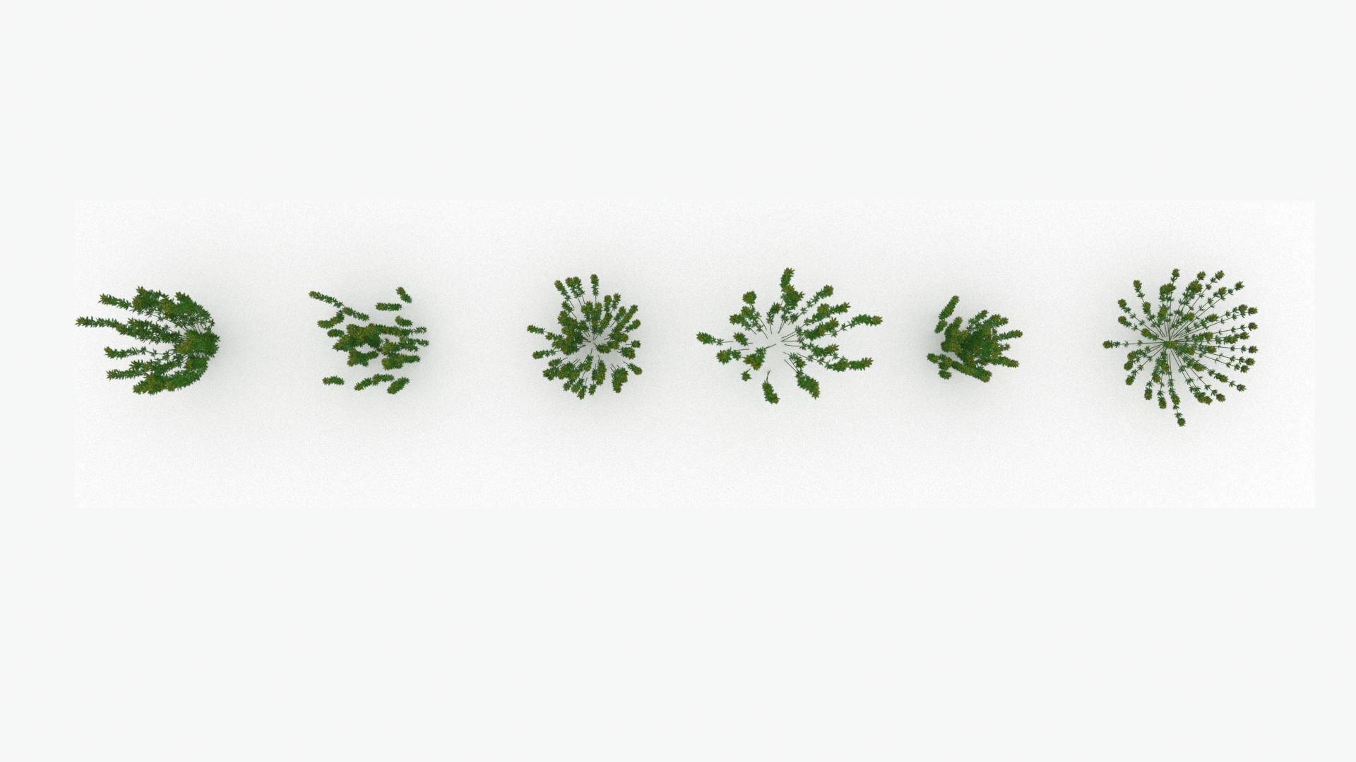 3D model plant shrub https://p.turbosquid.com/ts-thumb/Eb/1R6UpP/yc/image06/jpg/1607313744/1920x1080/fit_q87/21b3564b59345fd2bd52e6a4737c39483319ec75/image06.jpg