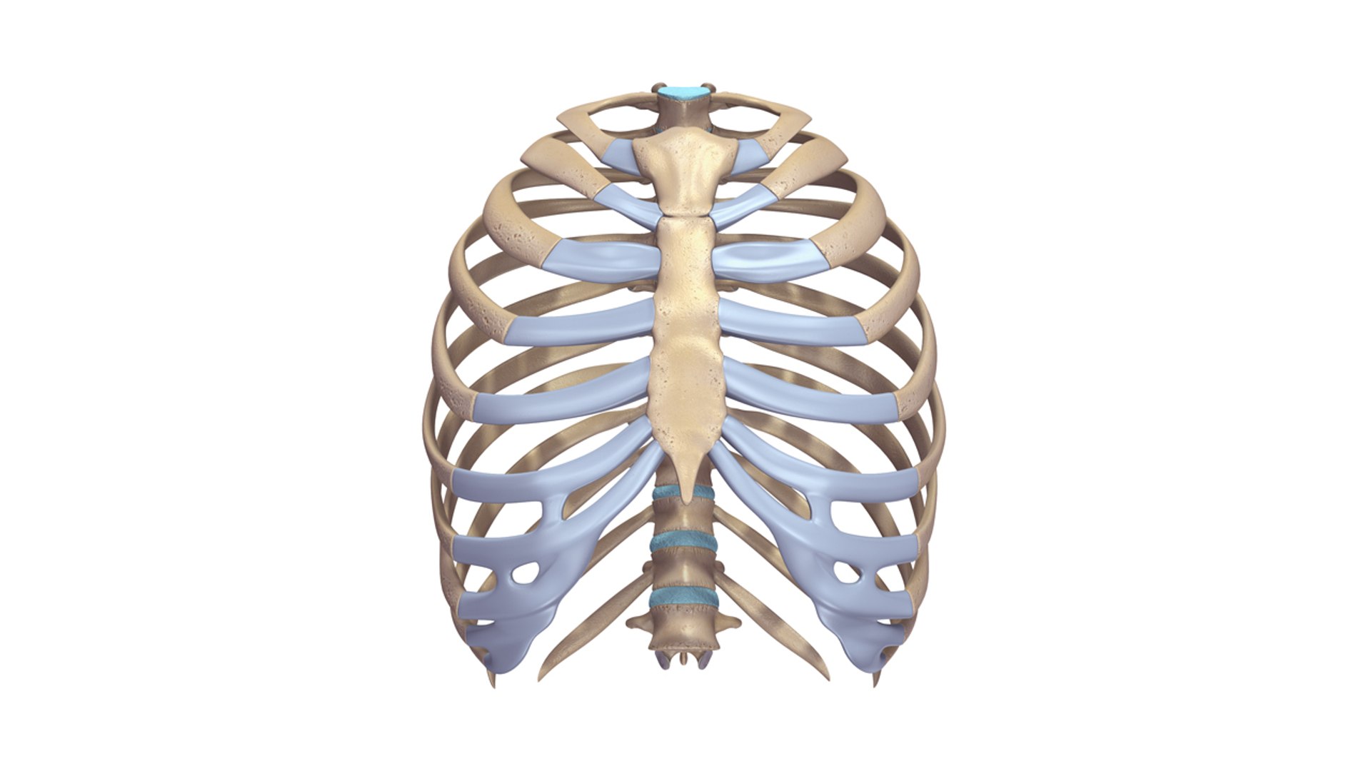 Ribcage Anatomy Obj