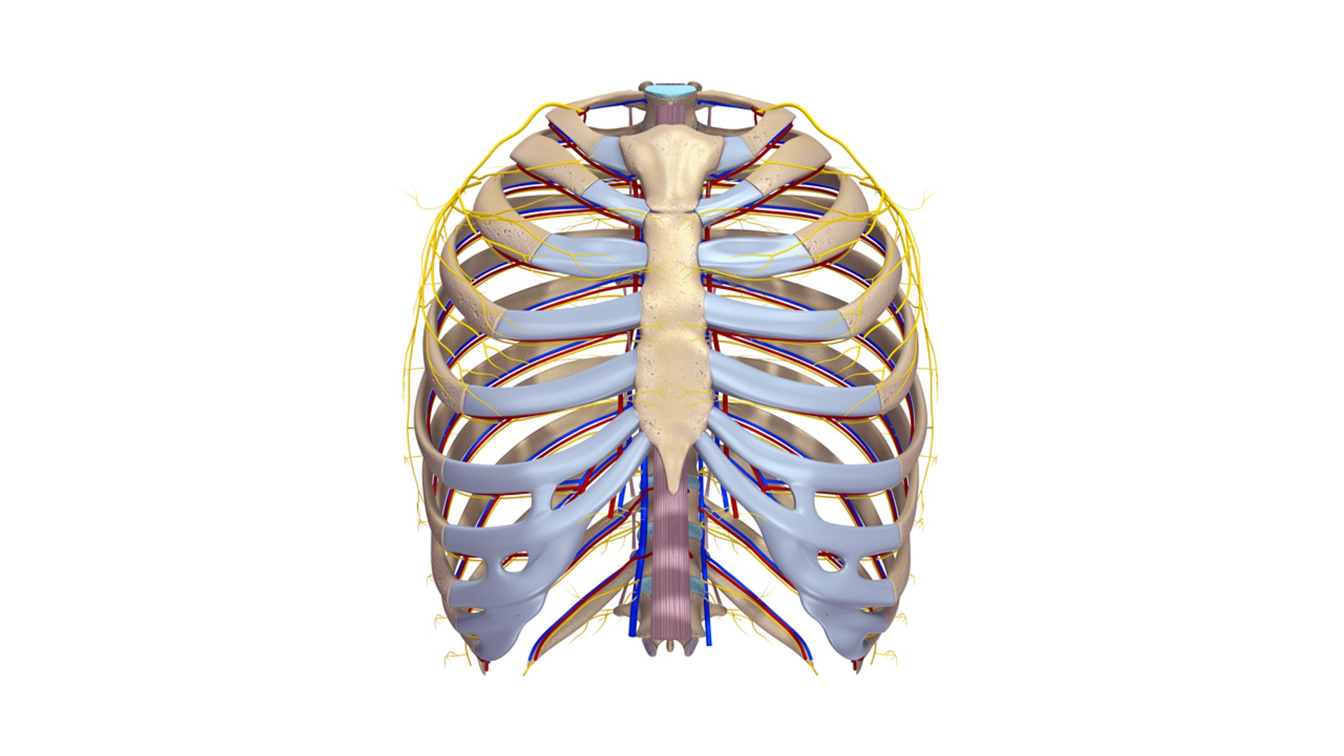 Ribcage Anatomy Obj