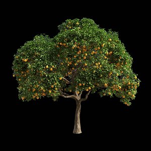 fruit tree orange 3D model