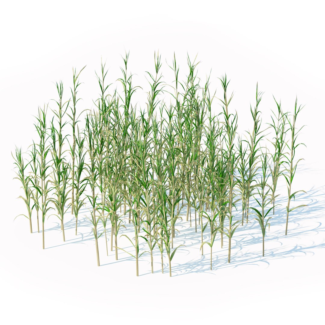 Rigged River Cane Cluster 3D Model - TurboSquid 2073527