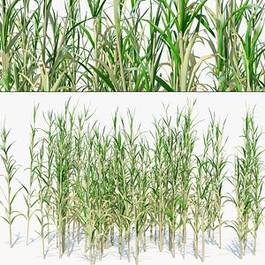 Rigged river cane Cluster