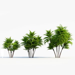 Dypsis lutescens c 3D model