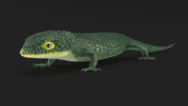 メキシコ トカゲのオブジェクト