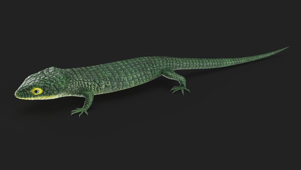 メキシコ トカゲのオブジェクト mqdefault.jpg