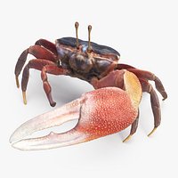Male Fiddler Crab Rigged