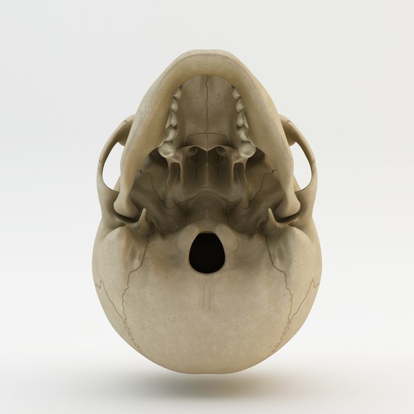 human skull 3d model